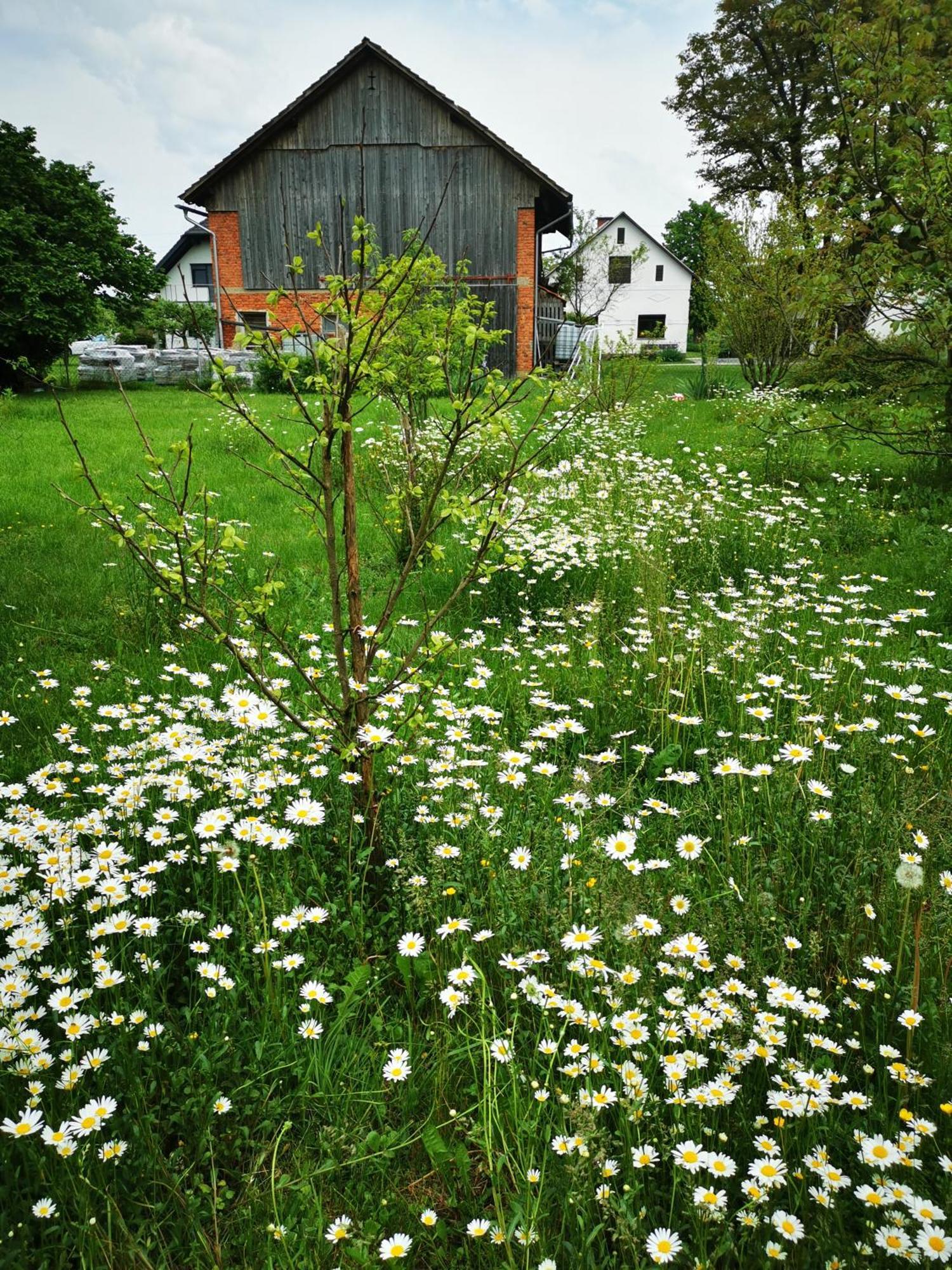Merikotka - A Cozy Wooden Cottage, Slovenia Braslovce Экстерьер фото